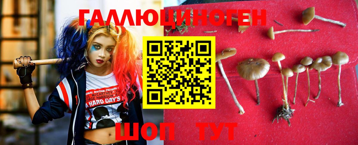Галлюциногенные грибы прущие грибы  Псилоцибиновые грибы Psilocybe  Курчатов  Вход с VPN 